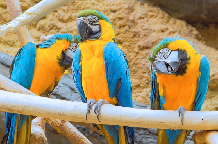 flying macaws