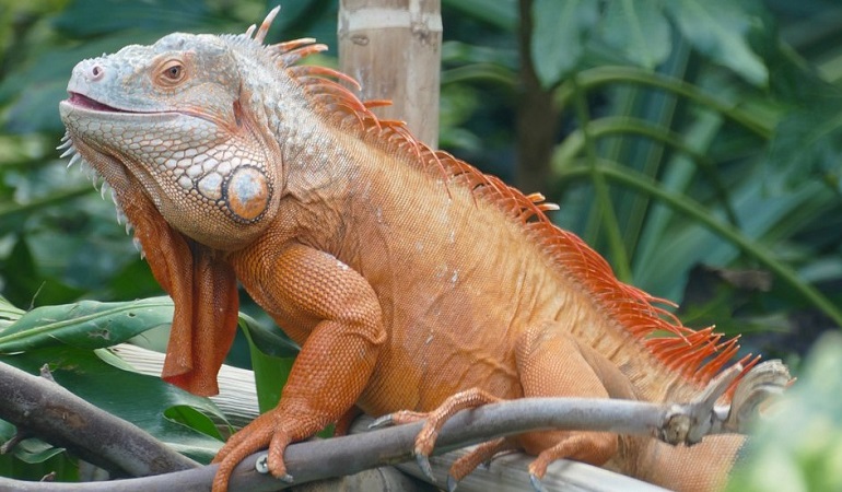 reptile database in Virgin islands division