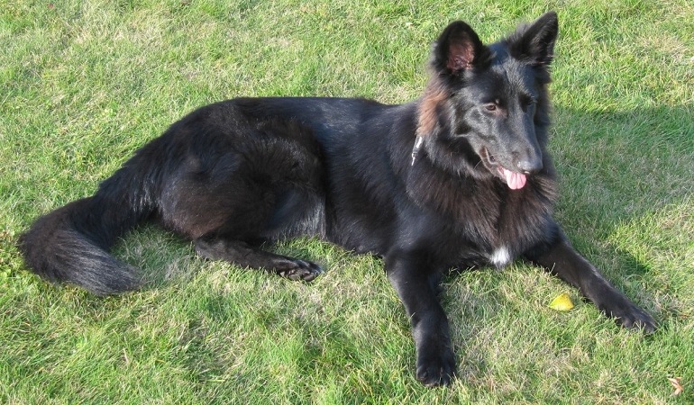 belgian malinois dog