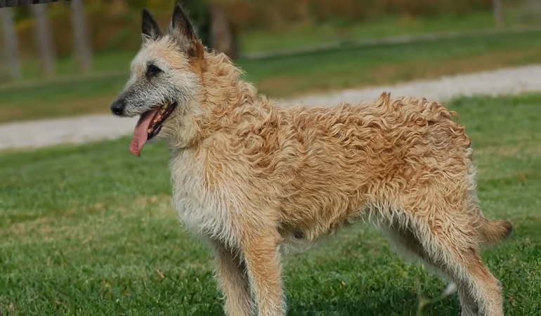 belgian shepherd malinois