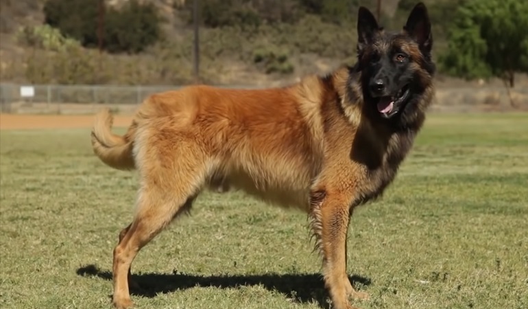 Belgian Malinois, Description, Characteristics, & Facts