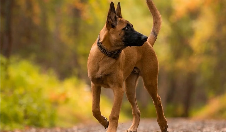 belgian malinois police dog breeds