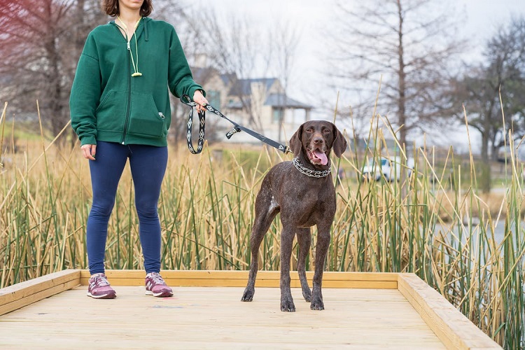what percentage of americans have dogs
