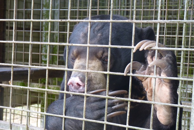 bear bile uses