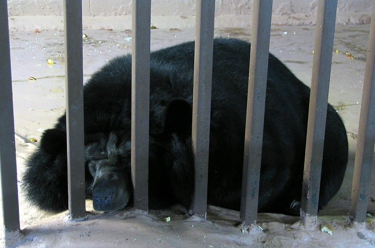 what is bear bile