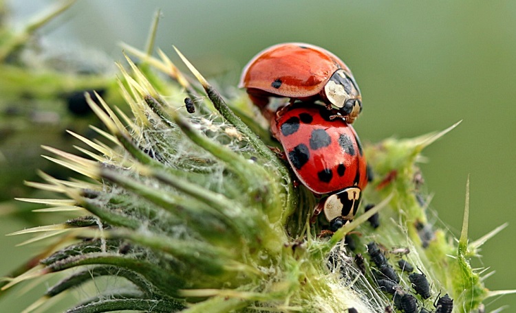 ladybug food