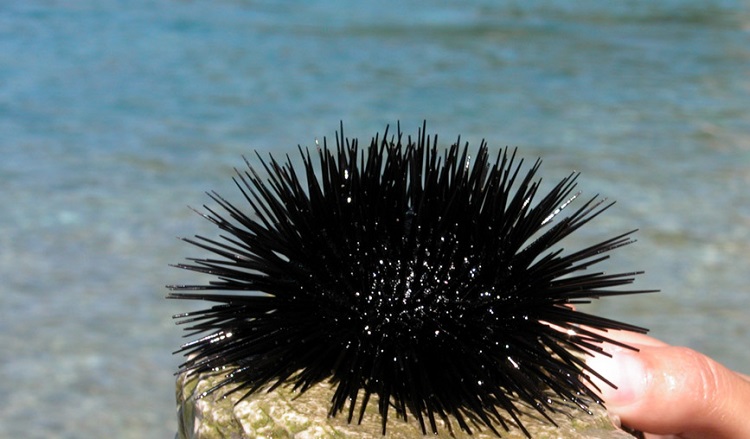 urchins