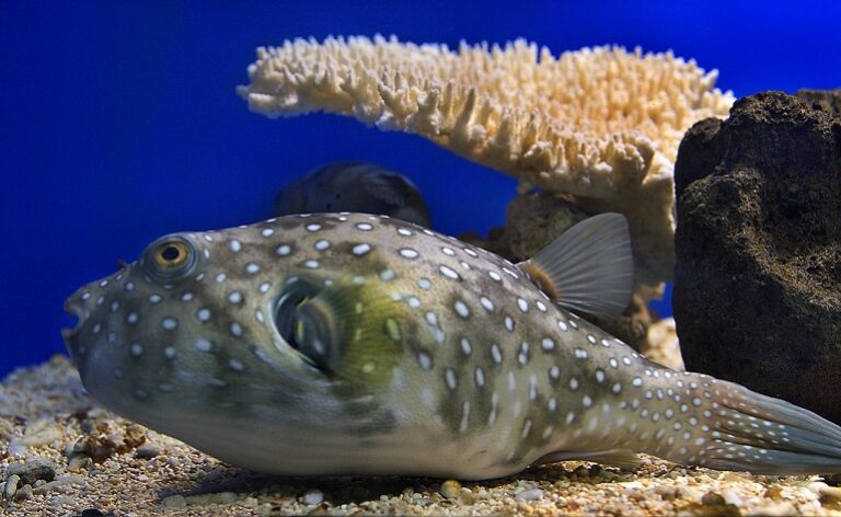 Blowfish - Amazing Facts About The Legendary Puffer Fish!