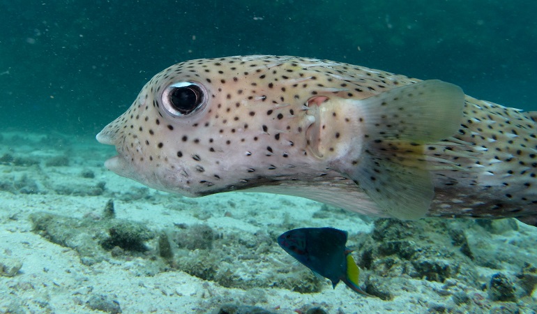 japanese blowfish