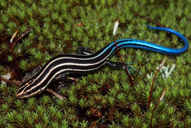 A Blue Tailed Lizard! 