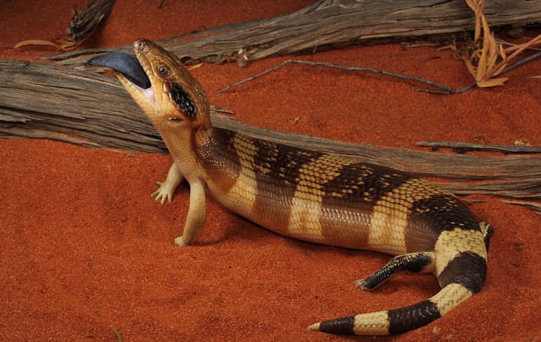 Blue Tongue Skinks