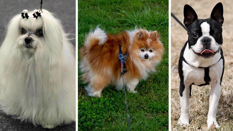 common stolen dog breeds