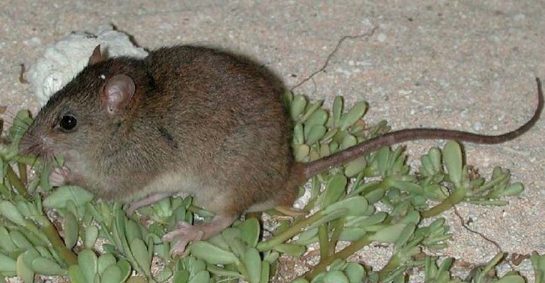 endangered animals reasons