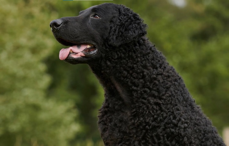 Curly golden outlet retriever