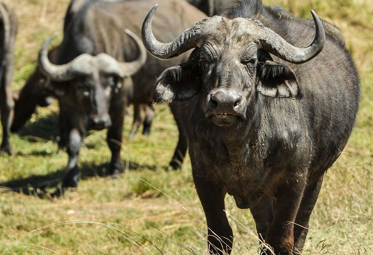 whats the difference between bison and buffalo