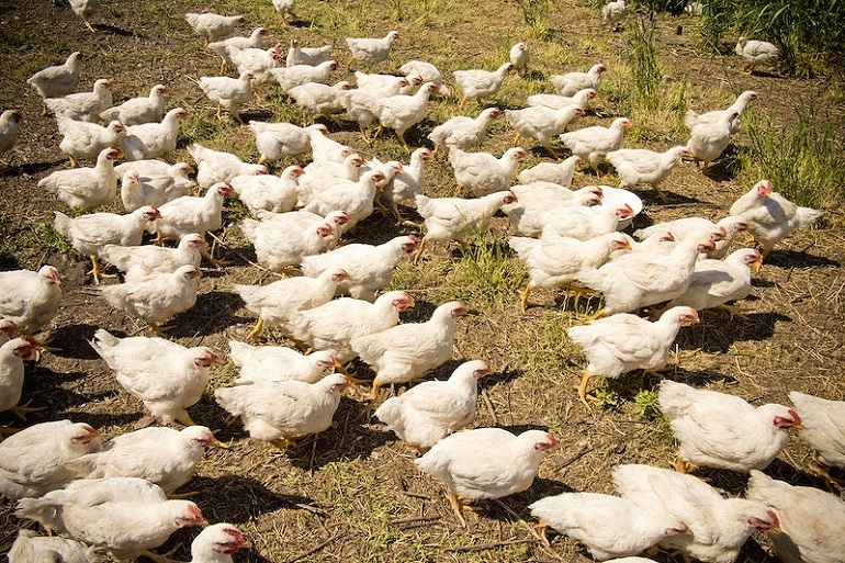 What Is Chicken Factory Farm? Sad Horrific Details Revealed