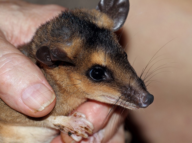 species of possum
