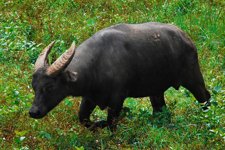 Water Buffalo - Facts and Beyond