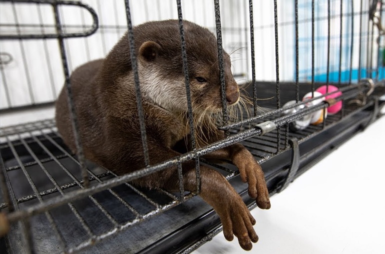 pet otter