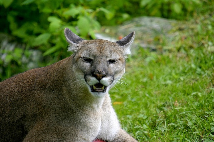 puma concolor