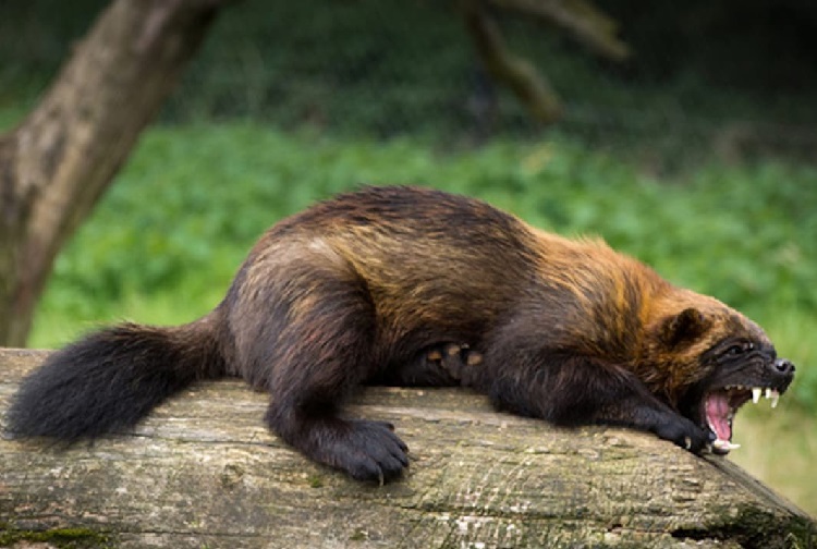 wolverine habitat