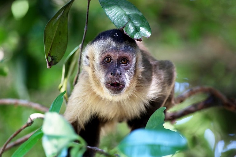 are capuchin monkeys smart