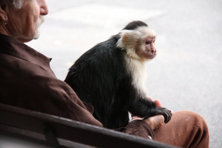 pet capuchin monkey