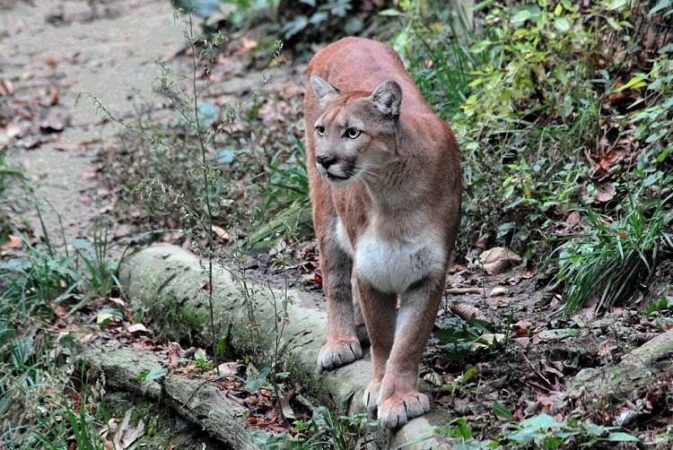 mountain lion jaw