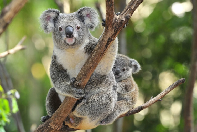 are koalas nocturnal