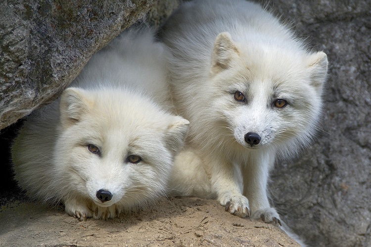 arctic fox fur