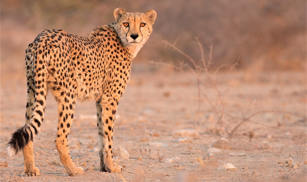 life cycle of a cheetah