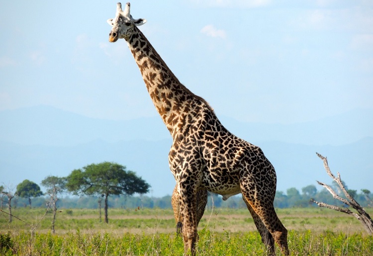 how much does a giraffe weigh