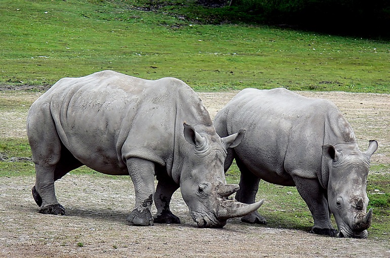 rhino mammal
