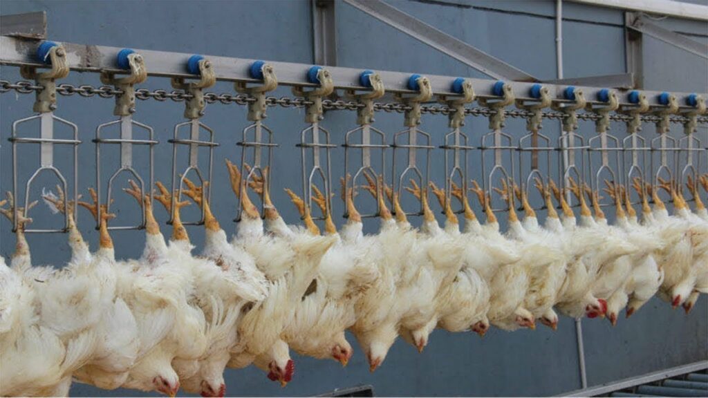 population of chickens