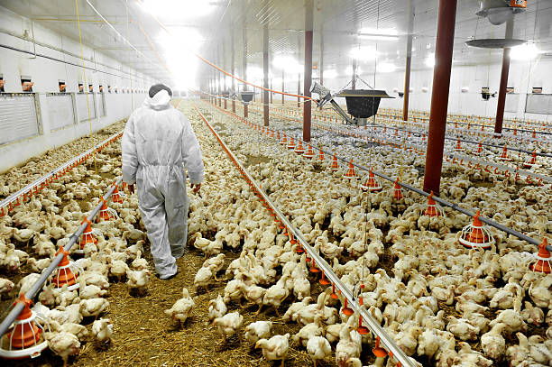 What Is Chicken Factory Farm? Sad Horrific Details Revealed