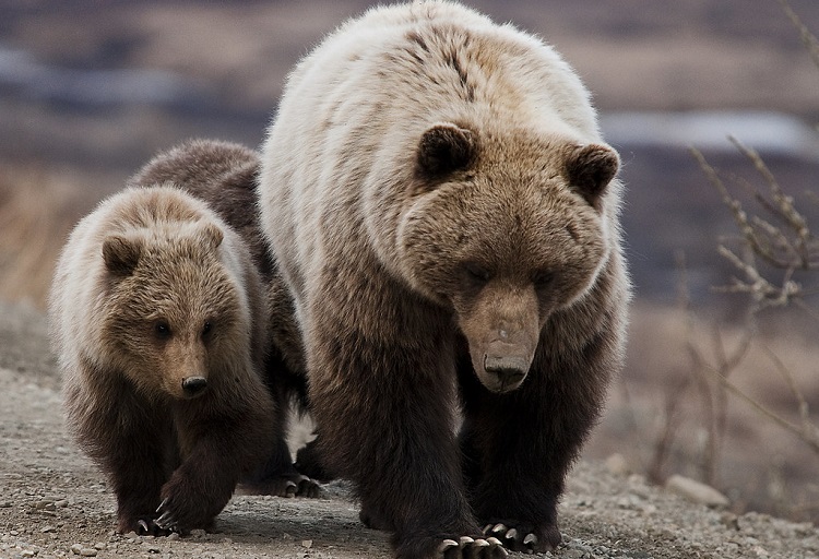 BBC Earth - Mama bear 🐻 ⁣ The term mama bear doesn't come from nowhere.  Solitary animals, grizzly bears (Ursus arctos horribilis) are not usually  seen living close together, but do so