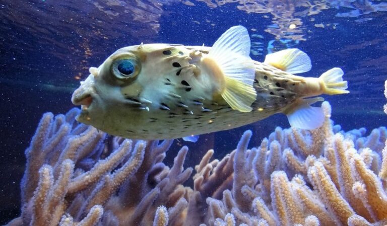 blowfish malibu mamba