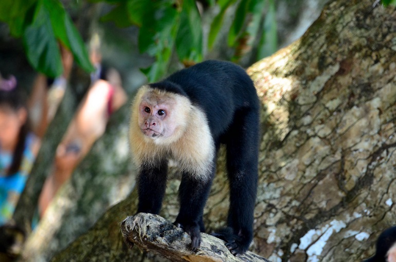 full grown capuchin monkeys