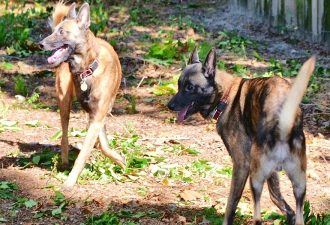 belgian malinois colors