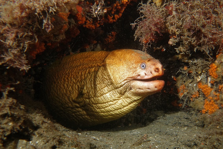 eels in the ocean