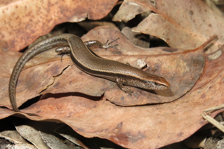 Common Garden Skinks