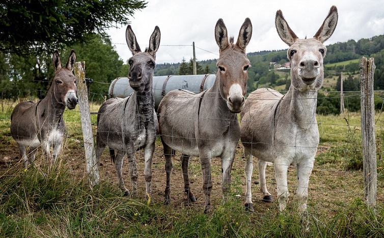 breeding mules