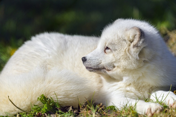 what is an arctic fox