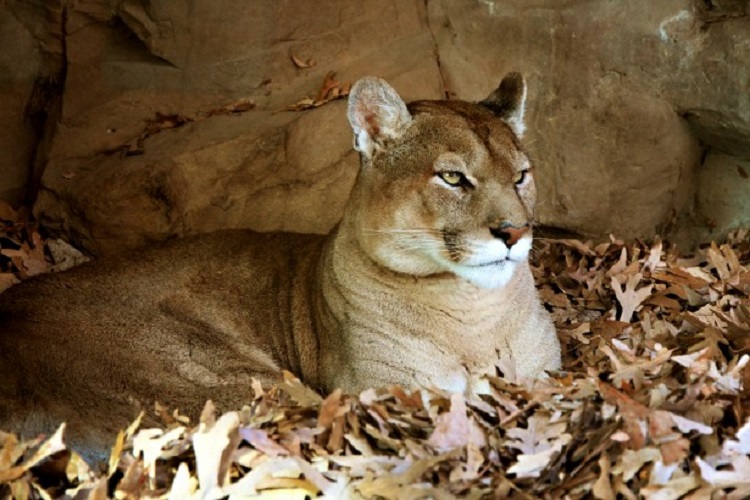 male cougar