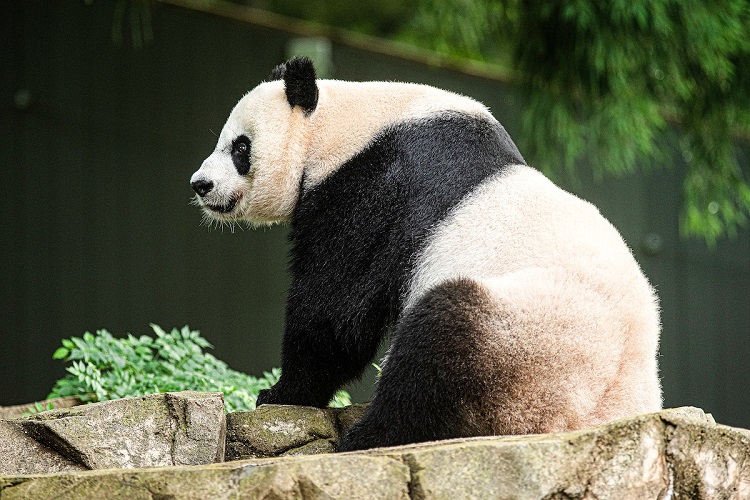 panda eating fish