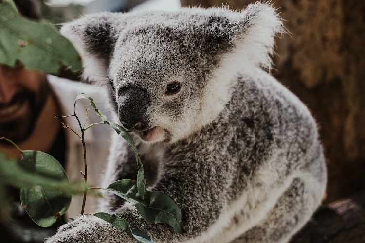 Koala Bear Habitat  Michael_Hernandez1