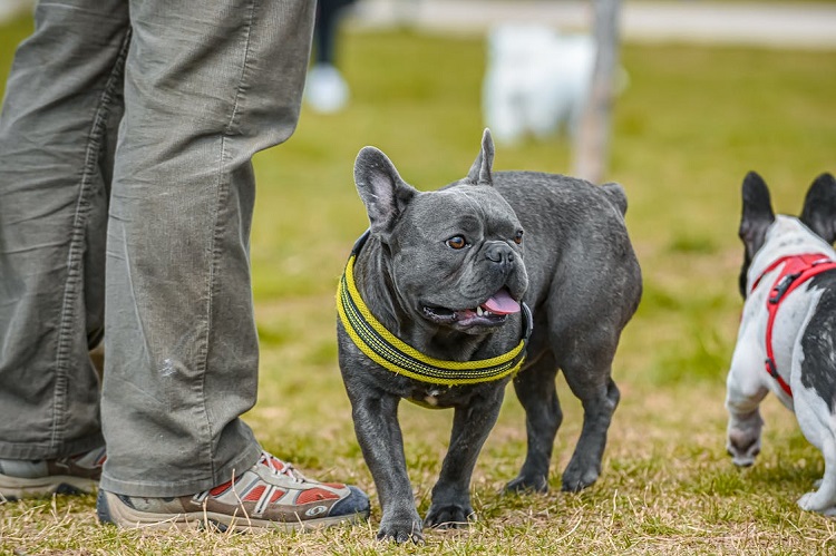 how many people own dogs