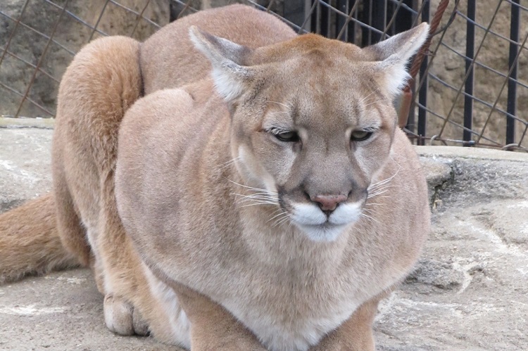 puma cat