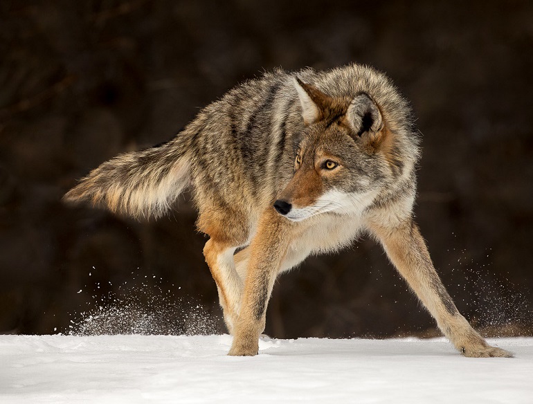 Coyote Animal Facts  Canis latrans - AZ Animals