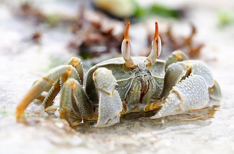 ocean crabs